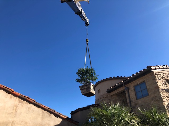 Overcoming Obstacles: Tree Lifting with Crane Services